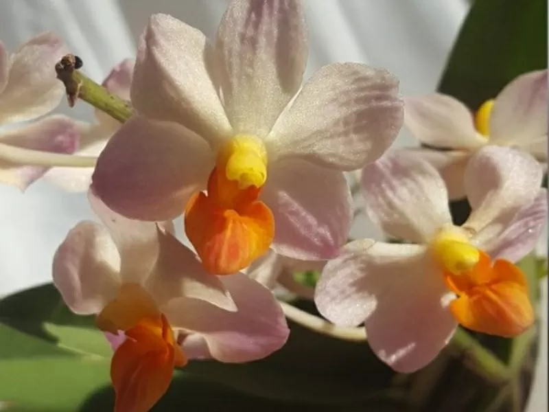 Продаю орхидеи и антуриумы. 2